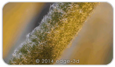 lavendar Edge 3D Microscope Deep Focus Automated Stack